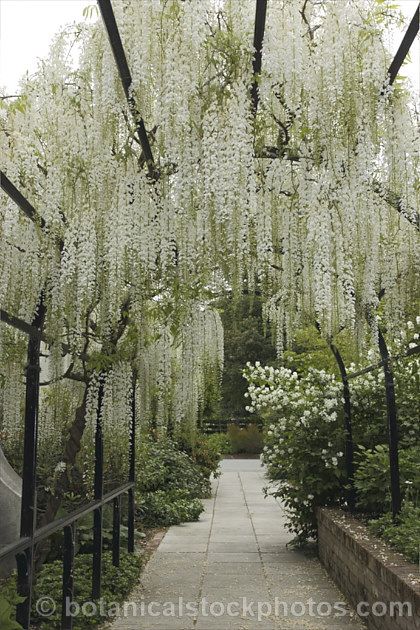 Wisteria vine "Shiro Noda" Japanese Wisteria, Mandy Candy, Chinese Wisteria, Wisteria Sinensis, Wisteria Pergola, Wisteria Garden, Wisteria Plant, Wisteria Vine, Wisteria Tree