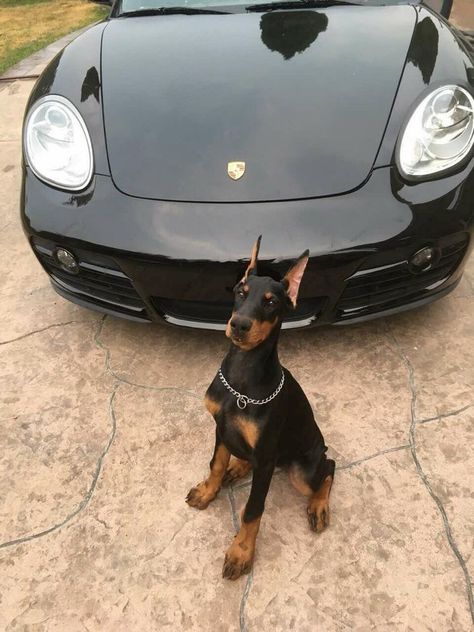 Doberman, A Car, A Dog, Porsche, Sports Car, Cars, Sports, Black