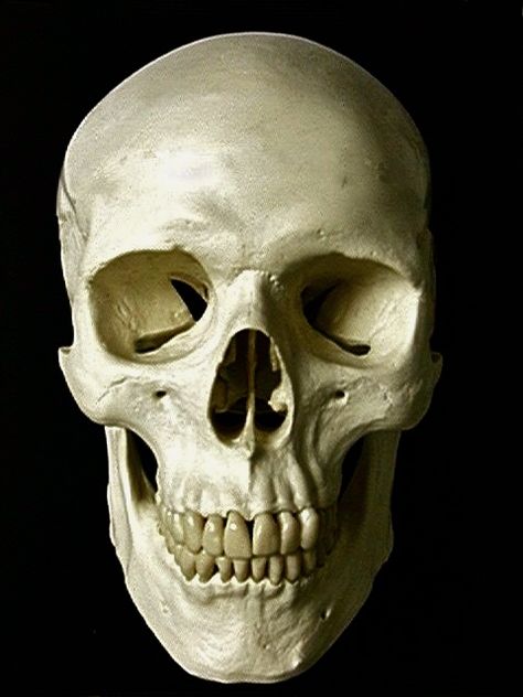 Skull Front View, Soulless Eyes, Skull Side View, Anatomy Pictures, Skull Eyes, Skull Anatomy, Skull Reference, Face Anatomy, Cute Skeleton