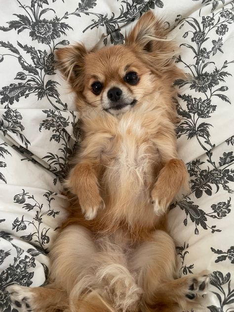 Long Haired Chihuahua Puppies, Brown Chihuahua, Long Hair Chihuahua, Dream Boards, Beverly Hills Chihuahua, Babies Stuff, Long Haired Chihuahua, Chihuahua Lover, Chihuahua Love