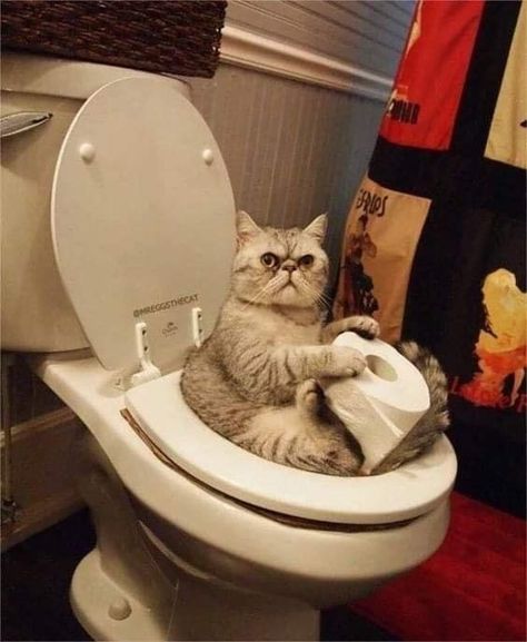 World Toilet Day, 디즈니 캐릭터, Cat Info, Image Chat, Funny Cats And Dogs, Cute Cat Gif, Funny Cat Videos, Cat Owners, Funny Animal Pictures