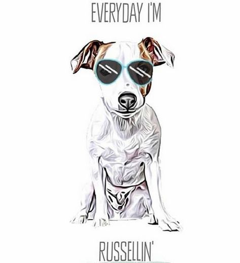 14 Funny Jack Russell Terrier Memes That Will Make You Smile Jack Russell Art, Jack Russell Terrier Drawing, Jack Russell Terrier Funny, Rat Terrier Art, Jack Russell Funny, Funny Jack Russell, Silly Animal Pictures, Jack Terrier, Barney Rubble