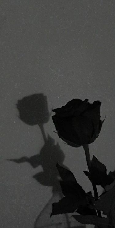 Wallpaper Gelap, Black Roses Wallpaper, Black And White Roses, Pretty Wallpapers Tumblr, Love Wallpapers Romantic, Vintage Flowers Wallpaper, Aesthetic Roses, Love Backgrounds, Dark Flowers