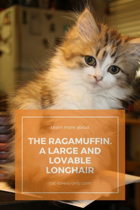 The Ragamuffin cat breed, related to its older cousin, the Ragdoll, is large and loveable. #ragamuffincat #ragamuffins #cats Ragamuffin Kittens, Baby Pomeranian, Ragamuffin Cat, Dog Food Delivery, Ragamuffin, Emotional Support Animal, Ragdoll Kitten, Cat Breed, Getting A Puppy