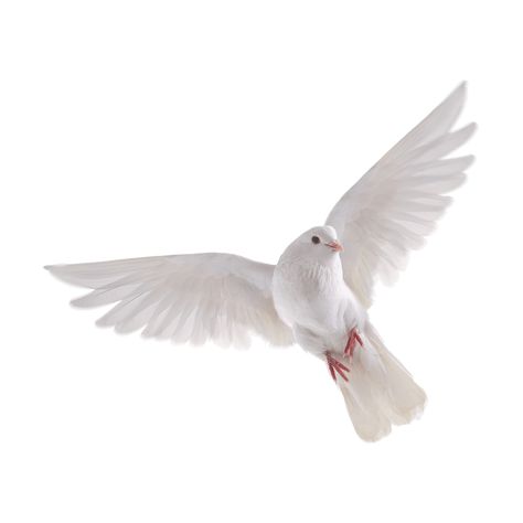 Vogel Gif, Dove Flying, Dove Images, Bird Png, राधा कृष्ण वॉलपेपर, White Pigeon, Eid Background, Dove Pictures, Photo Clipart