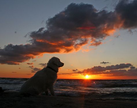 https://flic.kr/p/bmS76U | Golden sunset Puppy Dog Pictures, Cute Puppy Wallpaper, Puppy Wallpaper, Golden Sunset, Palette Art, Dog Photos, Discover The World, Cute Funny Animals, Dog Pictures