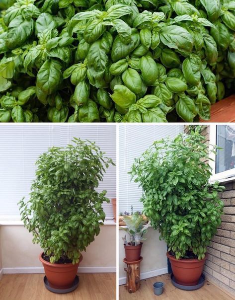 Gardening Hacks - How to Grow Big Basil Plant for... Harvest Basil, Harvesting Basil, Growing Basil, Basil Plant, Gardening Hacks, Seed Starting, Fruit And Veg, Rare Plants, Kitchen Garden