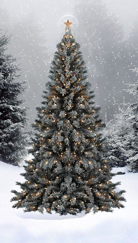 The Snow, Christmas Tree, Christmas