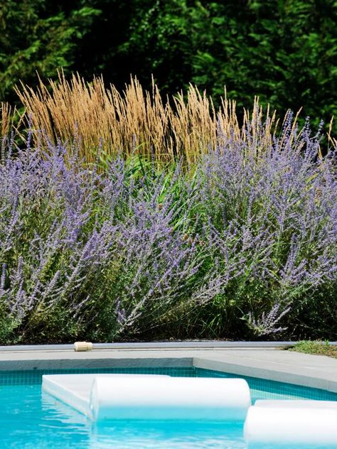 Lavender Pool Landscape, Swimming Pools Backyard Landscape, Tranquil Backyard, Pool Plans, Landscaping Around Pool, Pool Oasis, Pool Landscaping Ideas, Pool Vibes, Swimming Pool Pictures