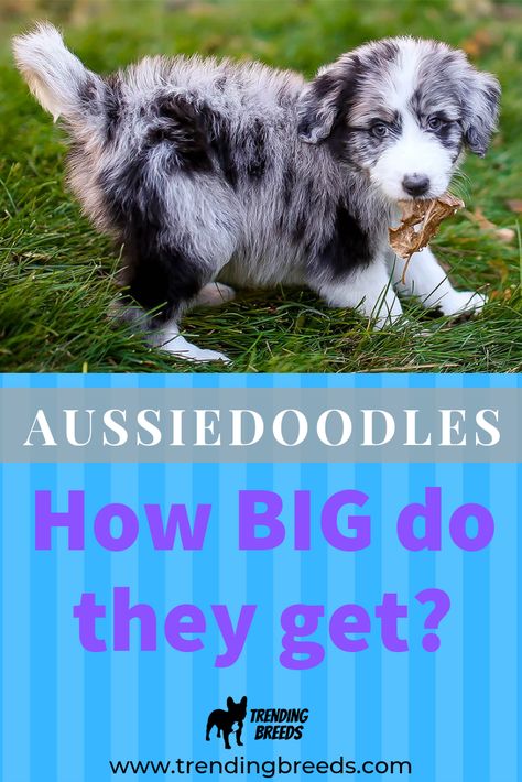 Toy Australian Shepherd Full Grown, Aussie Doodle Full Grown, Mini Aussiedoodle Full Grown, Mini Aussie Full Grown, Aussiedoodle Full Grown, Aussie Doodle, Mini Aussiedoodle, Toy Aussie, Toy Australian Shepherd