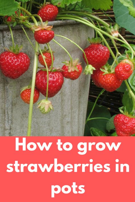 Strawberries In Pots, Strawberries Growing, Strawberry Harvest, Growing Strawberries In Containers, How To Grow Strawberries, Gemüseanbau In Kübeln, Strawberries In Containers, Grow Strawberries, Growing Vegetables In Pots