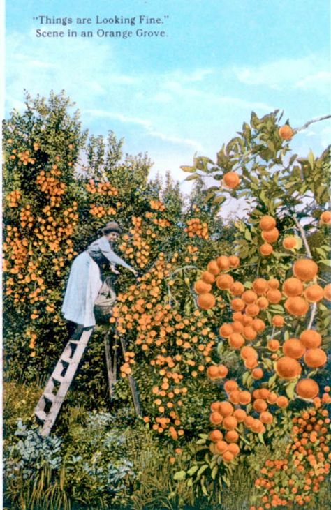 This card is part of a souvenir viewbook containing 20 images. Orange Grove Aesthetic, Picking Oranges, Orange Juice Brands, Smokey Mountains National Park, Orange Plant, Florida Oranges, Orange Grove, Florida Style, Citrus Trees