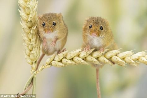 Harvest Mice, Tier Tattoo, Harvest Mouse, British Wildlife, Haiwan Peliharaan, Animal Facts, Arte Animal, Cute Creatures, Sweet Animals