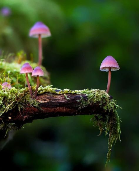 This weeks #fungifriday goes to @dana_honya for these cute little fungi 🍄 Tag us in your pics and share the 'shroom love 💕 #mushrooms4life… Spring Mushrooms, Rare Mushrooms, Macro Fotografie, Mushrooms Growing, Mushroom Pictures, Belle Nature, Mushroom Fungi, Airbrush Art, Lukisan Cat Air