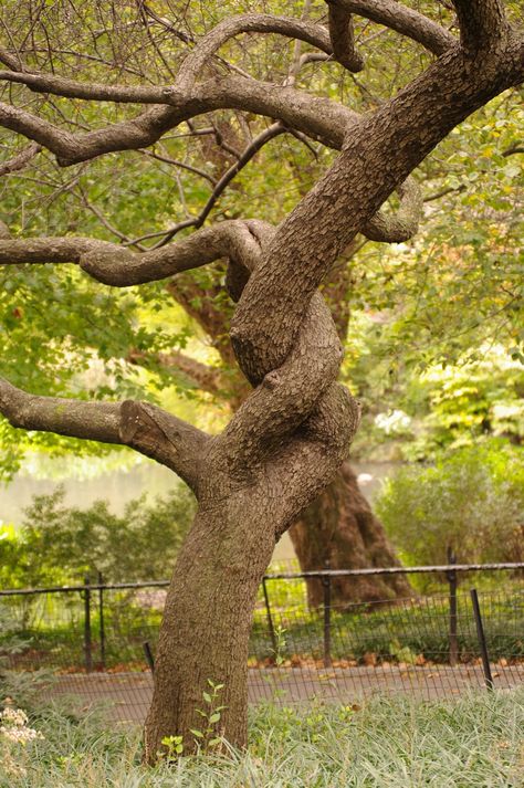 Trees Intertwined, Intertwined Trees, Tree Branch Photography, Journey Photography, Tree Scene, Cherry Blossom Tattoo, Blossom Tattoo, Tree Photography, Park Photos