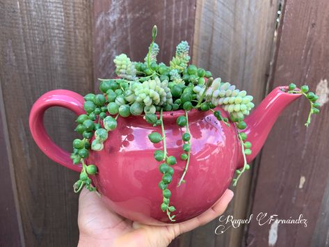 Succulents Succulents In Mugs, Plants In Teapots, Succulent Garden Design, Succulent Garden Diy, Small Flower Pots, Plants Growing, Container Gardening Flowers, Garden Decor Projects, Succulent Gardening