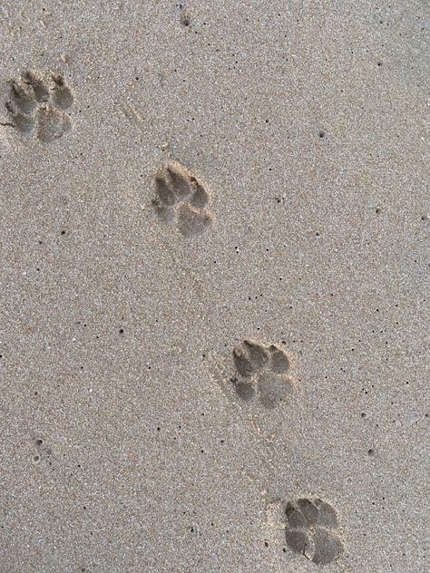 Paw Prints In Sand, Pet Asthetic Picture, Paw Prints Aesthetic, Dog Beach Photoshoot, Vision Board Pictures, Dog Heaven, Pet Businesses, Dog Photoshoot, Dog Beach