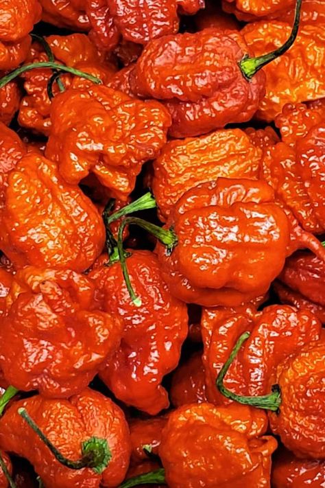 Dragon Breath Chili, Types Of Chili Peppers, 2023 List, Ghost Peppers, Scandinavian Food, Chile Pepper, Hottest Chili Pepper, Lunch Box Recipes, Mexican Food Recipes Authentic