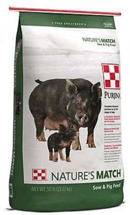 Feeding your Kunekune Pig Mini Pig Food, Pig Waterer, Diatomaceous Earth Food Grade, Pig Feed, Black Oil Sunflower Seeds, Livestock Feed, Pig Food, Chicken Feed, Plant Based Nutrition