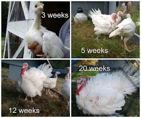 Broad Breasted White Turkey, Raising Turkeys For Meat, Backyard Turkeys, Two Month Old Baby Pictures, Old Baby Pictures, Iphone Xr Black, Pet Turkey, Two Month Old Baby, Raising Turkeys