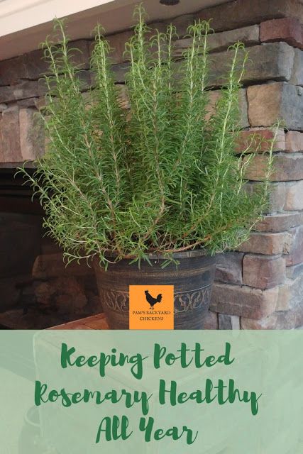 Potted Rosemary Indoor, Keeping Rosemary Alive Indoors, How To Bring Rosemary Inside, Planting Rosemary In Pots, Rosemary Container Ideas, How To Grow Rosemary Indoors, Rosemary Plant Indoors, Rosemary In Pots, Rosemary Ideas