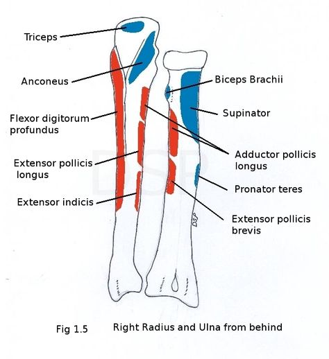 Grooves in foreman for connection of tendons and muscles #anatomy Bones Of Upper Limb, Muscles Of Forearm, Forearm Anatomy, Functional Anatomy, Radius Bone, Upper Limb Anatomy, Law Essay, Muscles Anatomy, Writing Steps