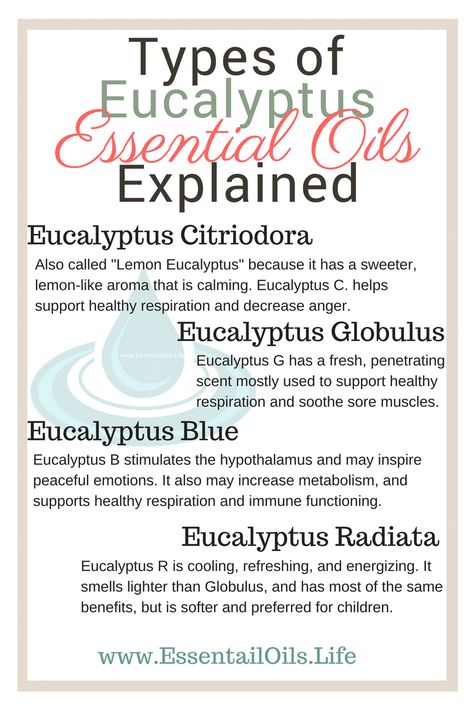 What is the difference between the different types of eucalyptus? Eucalyptus Citridora, Eucalyptus Globulus, Eucalyptus Radiata, and Eucalyptus Blue all help support respiration, but they do have some subtle differences... like helping sore muscles after a work out, increasing energy, and even inspiring peacefulness Eucalyptus Essential Oil Uses, Benefits Of Eucalyptus, Eucalyptus Diy, Types Of Eucalyptus, Workout Soreness, Eucalyptus Radiata, Making Essential Oils, Eucalyptus Globulus, Lemon Eucalyptus