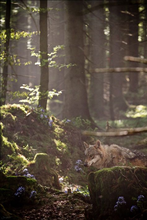 She Wolf, Wild Dogs, A Wolf, Enchanted Forest, In The Woods, Beautiful Creatures, Animal Kingdom, Beautiful World, Animal Photography