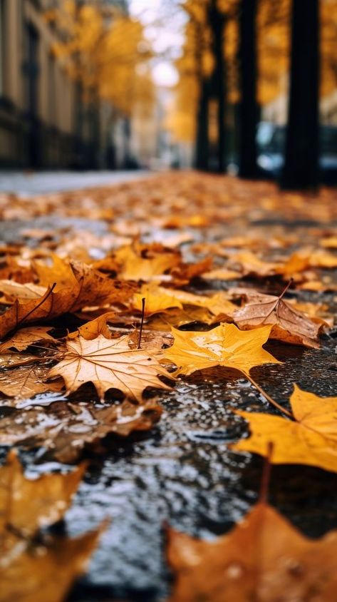 Autumn leaves fallen street plant leaf. | premium image by rawpixel.com / kanokrat ploytabtim Fall Leaves Picture Ideas, Fall Foliage Aesthetic, Autumn City Aesthetic, Autumn Leaf Photography, Fall Leaves Aesthetic, Photoshoot Forest, Overhead Photography, Decay Photography, Leaf Pile