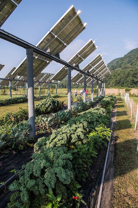 Agrivoltaics scores impressive triple win, but some food safety concerns remain - Food Safety News Growing Crops, Free Solar Panels, Solar Farm, Solar Panels For Home, Solar Projects, Illustration Photo, Solar Installation, Solar Technology, Hydroponics System