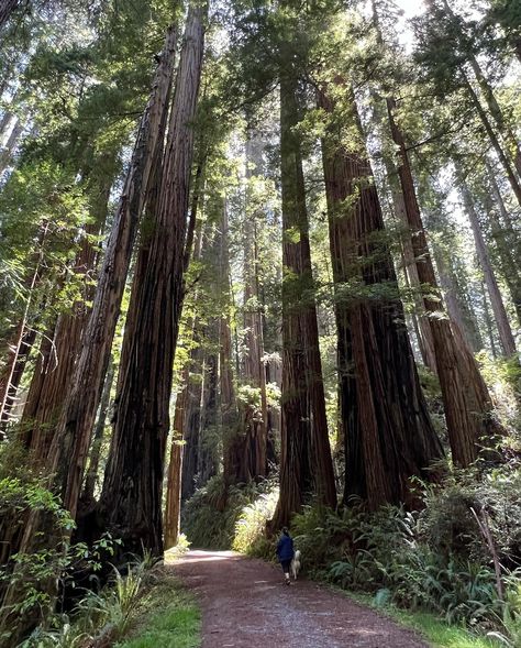 Red woods🌲 Red Woods California, Crater City, Red Wood Forest, Red Woods, Wood Forest, Red Wood, Travel Locations, Gemstone Jewelry Handmade, Pretty Places