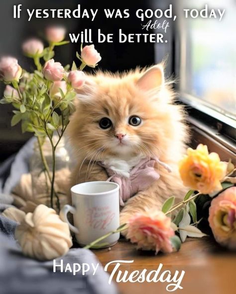 10 Happy Tuesday Wishes For A Bright And Beautiful Day Good Morning Tuesday Wishes, Tuesday Wishes, Happy Tuesday Pictures, Carol King, Happy Tuesday Morning, Tuesday Quotes Good Morning, Tuesday Greetings, Good Morning Animals, Good Morning Cat