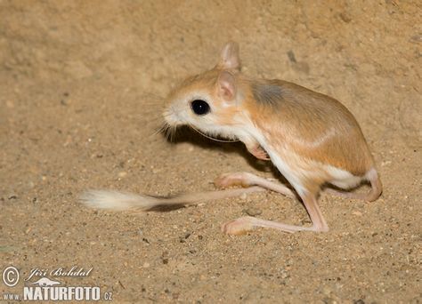 Lesser Egyptian Jerboa... Jumping Mouse, Odd Animals, Desert Biome, Wildlife Pictures, Kingdom Animalia, Biome, Wildlife Photos, Nature Wildlife, Pet Sitters