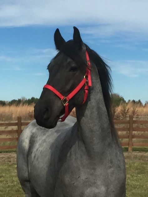 Blue roan Friesian Blue Horse Aesthetic, Horse Moodboard, Homesteading Goals, Roan Appaloosa, Blue Roan Horse, Roan Horse, Stunning Horses, All Horse Breeds, Horse Memes