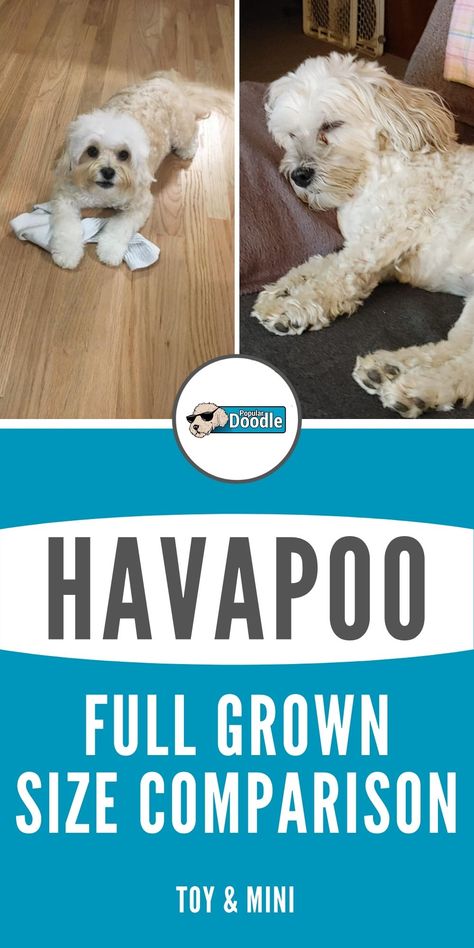 Havanese Poodle Mix Full Grown, Havapoo Haircuts, Havanese Full Grown, Havapoo Puppies, Mixed Dogs, Doodle Dog Breeds, Bear Dogs, Fear Of Dogs, Poodle Mix Breeds