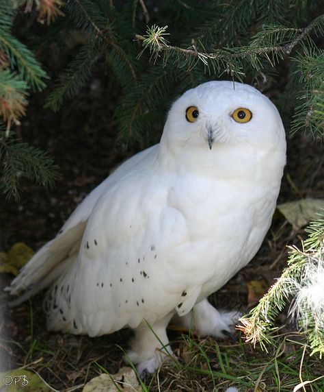 Animal Dictionary, Arctic Owl, Barn Owl Pictures, Winter Owl, Life Drawing Reference, Cute Owls, Owl Artwork, Snow Owl, Owl Pictures