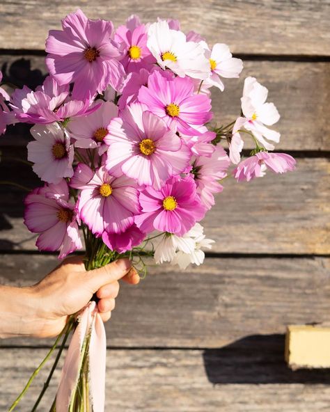 One of our most requested flowers, Cosmos, in this “En Masse” style bridal bouquet 🤍 Would you choose a single flower bouquet or a mix of flowers? #wildbloomstasmania #tasmanianflowers #tasmanianflowerfarm #tasmanianflorist #tasmanianweddingflowers #sustainableweddingflowers #hobartweddingflowers #hobartweddingflorist #hobartflorist #hobartflowers #localflowers #grownnotflown #seasonalflowers #sustainableflowers Cosmos Flower Bouquet, Cosmos Wedding Bouquet, Cosmos Bouquet, Flower Farm Wedding, Flowers Cosmos, Single Flower Bouquet, Tasmania Hobart, Orange And Pink Wedding, Sustainable Flowers