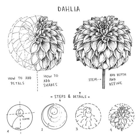 ▫️ Dahlia▫️ . . Dahlias, a flower full of petals. For this reason drawing a Dahlia it’s not easy... I tried to explain how you could draw… Botanical Line Drawing, Flower Drawing Tutorials, Flower Art Drawing, Flower Sketches, Floral Drawing, Desenho Tattoo, Botanical Drawings, Floral Illustrations, Art Drawings Sketches