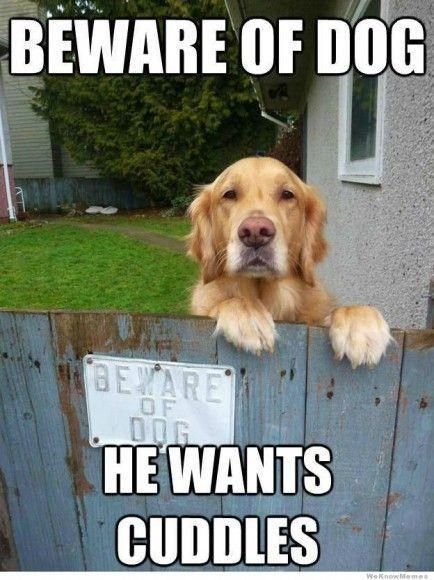 Golden Retriever, Pet, Memes, Dogs