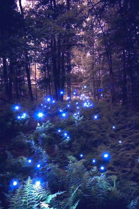 Faeries of the Faerie Realm .... Faerie Core, Faery Art, Firefly Lights, Moody Art, Download Anime, Fantasy Life, Galaxy Pictures, Cute Photography, Fantasy Aesthetic