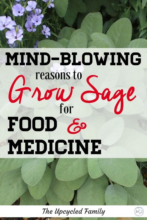 Grow Sage, Growing Herbs In Pots, Sage Benefits, Growing Sage, Homestead Gardening, Medicinal Herbs Garden, Sage Plant, Seed Starter, Gardening Plants