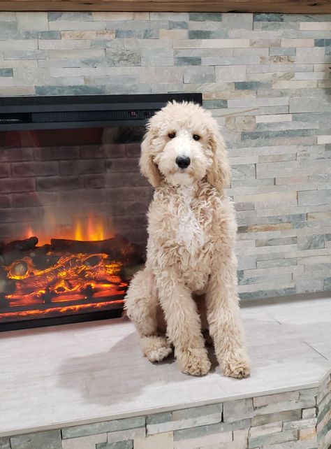 Large Labradoodle, Blonde Labradoodle, Labradoodle Photography, Cream Labradoodle, Labradoodle Full Grown, White Labradoodle, Labradoodle Art, Golden Labradoodle, Mini Labradoodle