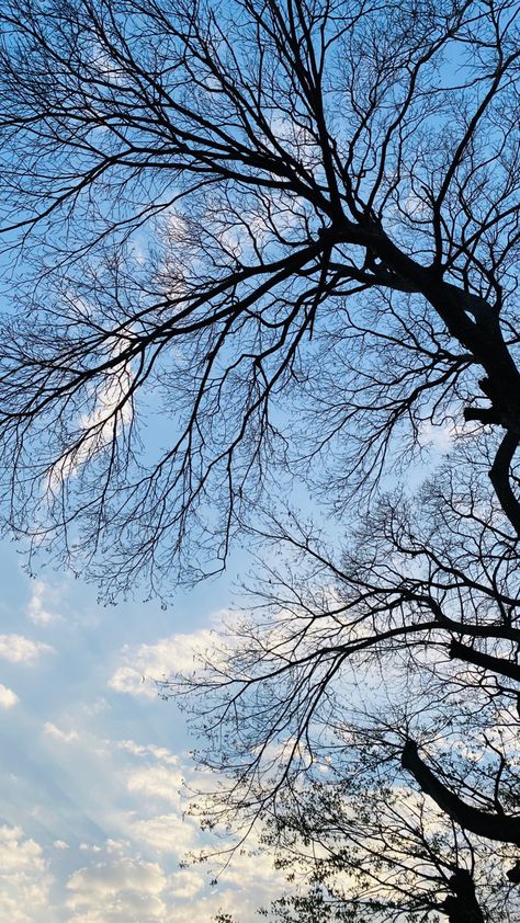 Sky With Trees Aesthetic, Flowers Asthetics Photos, Profile Picture Nature, Weather Snap, Tree Snap, Vrindavan Photography Pictures, Night Sky Photography, Sky Photography Nature, Fotografi Vintage