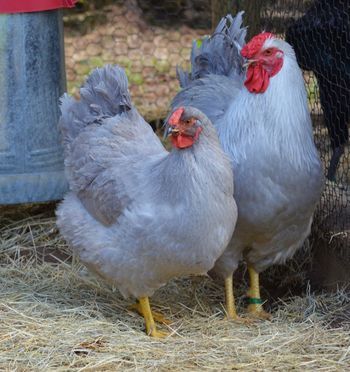 Lavender Wyandottes Lavender Chicken, Wyandotte Chicken, Urban Chicken Farming, Best Egg Laying Chickens, Egg Laying Chickens, Fancy Chickens, Backyard Chicken Farming, Beautiful Chickens, Chicken Garden