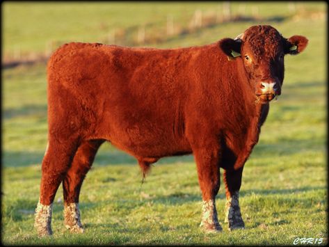 Buy this image https://www.clickasnap.com/chris-bideford RED DEVON CATTLE Devon cattle were developed over several centuries on the southwestern peninsula of England possibly from breeds brought to the island by various settlers crossed with cattle they found on the island. There is reference to a red bull of the Devon prototype being given to Tavistock Abbey in 1366, but they are not mentioned again until writings in the 18th century. Animal Studies, Bull Cow, South Devon, Animal Study, Islamic Messages, Red Bull, Online Photo, Devon, 18th Century