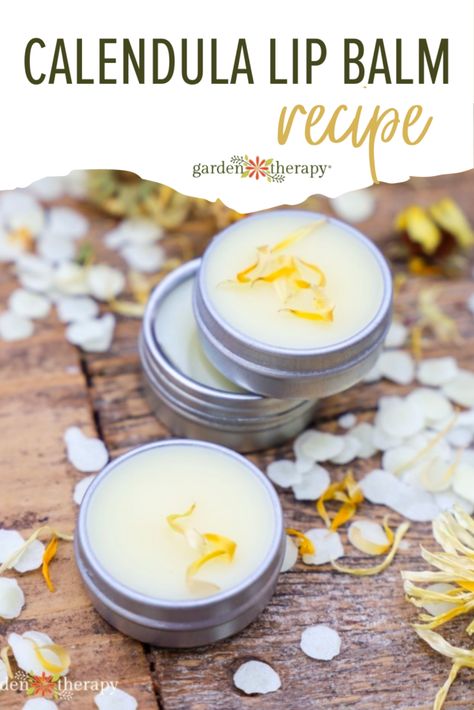 Heather Harris, Natural Chapstick, Lip Balm Recipes, Natural Beauty Recipes, Homemade Lip Balm, Diy Lip Balm, Dandelion Recipes, Diy Beauty Recipes, Natural Body Care