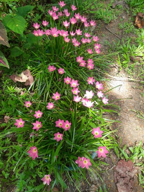 Pink Rain lilies..Happy to share with you Pink Rain Lily, Lily Aesthetic, House Flowers, Rain Lily, Pink Rain, To Share, New Homes, Lily, Flowers