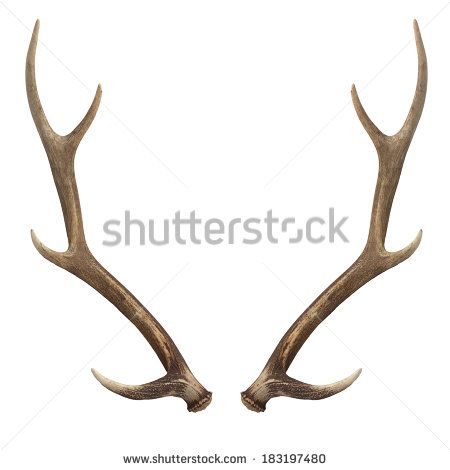 Deer antlers. Isolated on white Deer Antlers Drawing, Head Front View, Antlers Drawing, Antler Illustration, Antler Tattoos, Antler Tattoo, Scandinavian Tattoo, Diy Leather Working, Mystical Tattoos