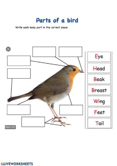 Parts of a bird online worksheet for Grade 2. You can do the exercises online or download the worksheet as pdf. Bird Worksheet, Parts Of A Bird, Birds For Kids, Scientific Drawing, 2nd Grade Worksheets, Science Articles, English Activities, Science Worksheets, Educational Worksheets