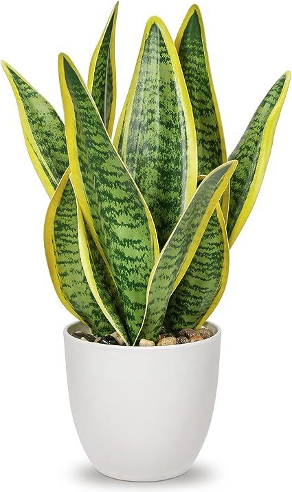 Amazon.com: Hollyone Artificial Snake Plant Potted Faux Sansevieria Trifasciata Plants, 13" Tropical Fake Plants in White Pots for Home Office Room Indoor Decor Housewarming Gifts : Home & Kitchen Sansevieria Plant, Sansevieria Trifasciata, House Plant Pots, Agave Plant, Decoration Plante, White Planters, Succulents Indoor, Foliage Plants, Fake Plants